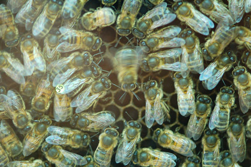 Honeybee doing a waggle dance in a hive. Credit Christoph Grueter.